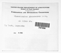Gloeosporium phaeosorum image
